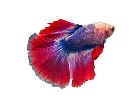 betta fish transparent background